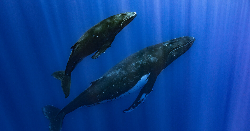 In Move to Protect Whales, Polynesian Indigenous Groups Give Them ‘Personhood’