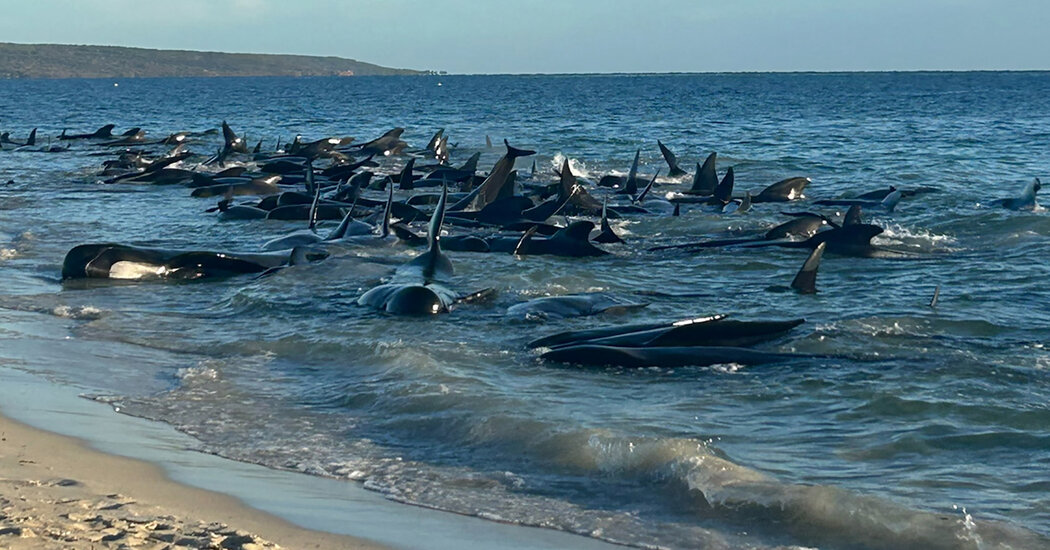 29 Pilot Whales Die After Mass Stranding on Australian Beach