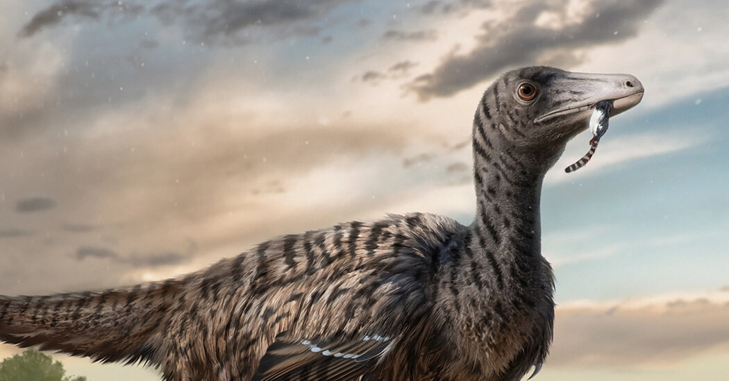 A Megaraptor Emerges From Footprint Fossils, Study Suggests