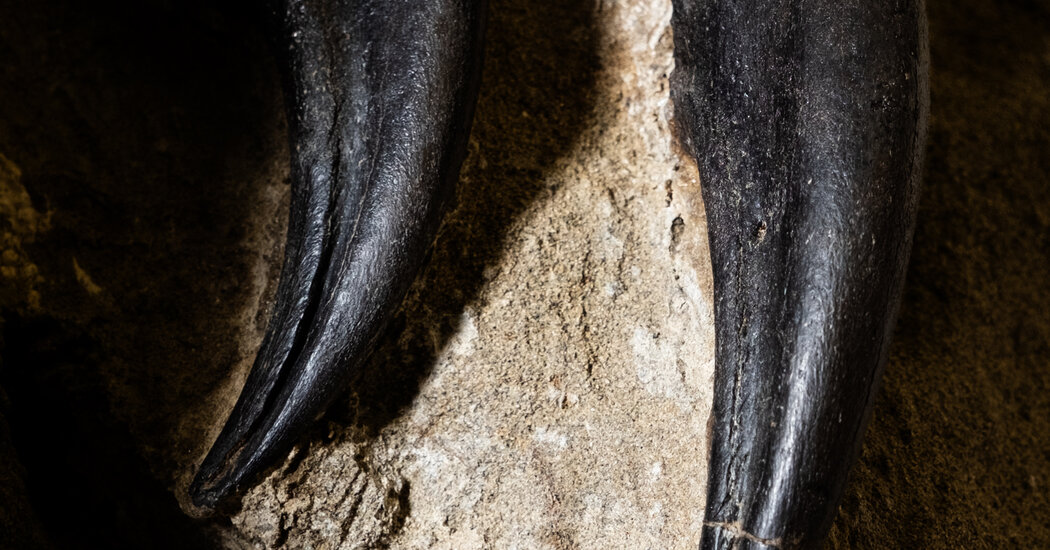 A North Carolina Museum Hopes Fossils Solve a Dinosaur Mystery